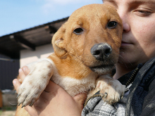 FLINO, Hund, Mischlingshund in Rumänien