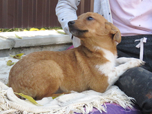 FLINO, Hund, Mischlingshund in Rumänien - Bild 3