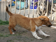 FLINO, Hund, Mischlingshund in Rumänien - Bild 9