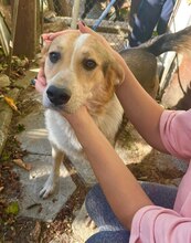 ROKKO, Hund, Mischlingshund in Bulgarien - Bild 2