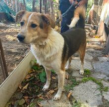 ROKKO, Hund, Mischlingshund in Bulgarien - Bild 7