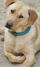 ANTON, Hund, Mischlingshund in Griechenland