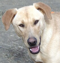 ANTON, Hund, Mischlingshund in Griechenland - Bild 12