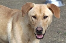 ANTON, Hund, Mischlingshund in Griechenland - Bild 13