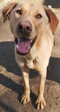 ANTON, Hund, Mischlingshund in Griechenland - Bild 14