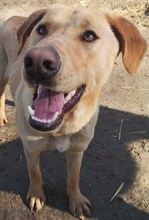ANTON, Hund, Mischlingshund in Griechenland - Bild 16
