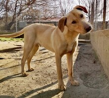ANTON, Hund, Mischlingshund in Griechenland - Bild 18