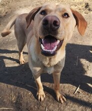 ANTON, Hund, Mischlingshund in Griechenland - Bild 19