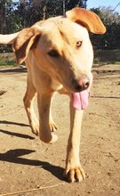 ANTON, Hund, Mischlingshund in Griechenland - Bild 23