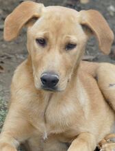 ANTON, Hund, Mischlingshund in Griechenland - Bild 25