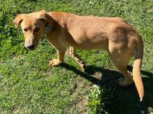 ANTON, Hund, Mischlingshund in Griechenland - Bild 26