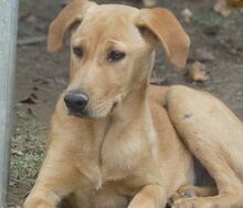 ANTON, Hund, Mischlingshund in Griechenland - Bild 28
