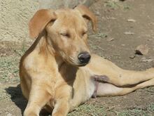ANTON, Hund, Mischlingshund in Griechenland - Bild 29