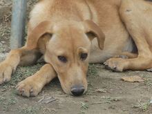 ANTON, Hund, Mischlingshund in Griechenland - Bild 30