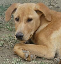 ANTON, Hund, Mischlingshund in Griechenland - Bild 32