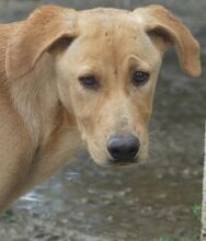 ANTON, Hund, Mischlingshund in Griechenland - Bild 34