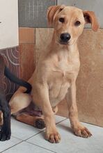 ANTON, Hund, Mischlingshund in Griechenland - Bild 37