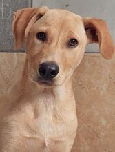 ANTON, Hund, Mischlingshund in Griechenland - Bild 38