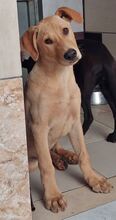 ANTON, Hund, Mischlingshund in Griechenland - Bild 40