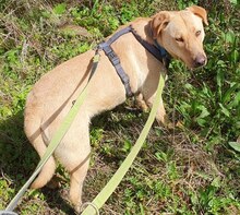 ANTON, Hund, Mischlingshund in Griechenland - Bild 41