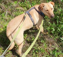 ANTON, Hund, Mischlingshund in Griechenland - Bild 45