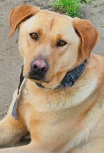 ANTON, Hund, Mischlingshund in Griechenland - Bild 46