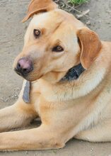 ANTON, Hund, Mischlingshund in Griechenland - Bild 47