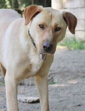 ANTON, Hund, Mischlingshund in Griechenland - Bild 48