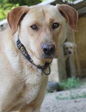 ANTON, Hund, Mischlingshund in Griechenland - Bild 49
