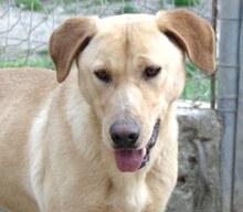 ANTON, Hund, Mischlingshund in Griechenland - Bild 7