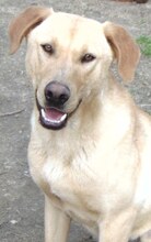 ANTON, Hund, Mischlingshund in Griechenland - Bild 9