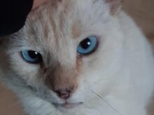 SHIRO, Katze, Siam-Mix in Nürtingen - Bild 4