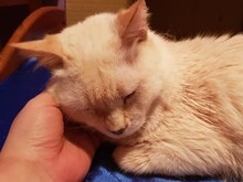 SHIRO, Katze, Siam-Mix in Nürtingen - Bild 5