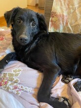 MIDNIGHT, Hund, Mischlingshund in Brühl - Bild 1