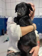 MIDNIGHT, Hund, Mischlingshund in Brühl - Bild 2