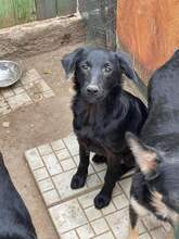 MIDNIGHT, Hund, Mischlingshund in Brühl - Bild 6