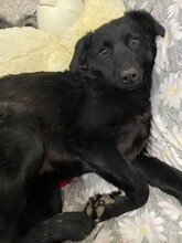 MIDNIGHT, Hund, Mischlingshund in Brühl - Bild 9