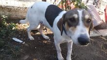 AVA, Hund, Mischlingshund in Griechenland - Bild 2