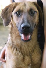 JACKY, Hund, Mischlingshund in Griechenland - Bild 1