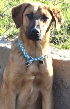 JACKY, Hund, Mischlingshund in Griechenland - Bild 10