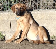 JACKY, Hund, Mischlingshund in Griechenland - Bild 14