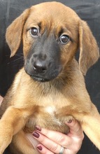 JACKY, Hund, Mischlingshund in Griechenland - Bild 15