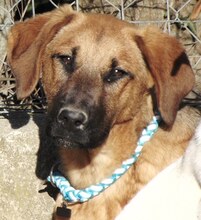 JACKY, Hund, Mischlingshund in Griechenland - Bild 7