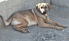 JACKY, Hund, Mischlingshund in Griechenland - Bild 8