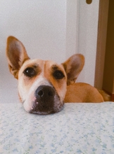 SOWA, Hund, Mischlingshund in Spanien - Bild 1