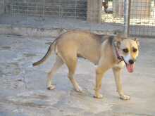SOWA, Hund, Mischlingshund in Spanien - Bild 10