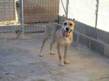 SOWA, Hund, Mischlingshund in Spanien - Bild 12