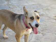 SOWA, Hund, Mischlingshund in Spanien - Bild 13