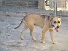 SOWA, Hund, Mischlingshund in Spanien - Bild 15