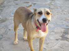 SOWA, Hund, Mischlingshund in Spanien - Bild 16